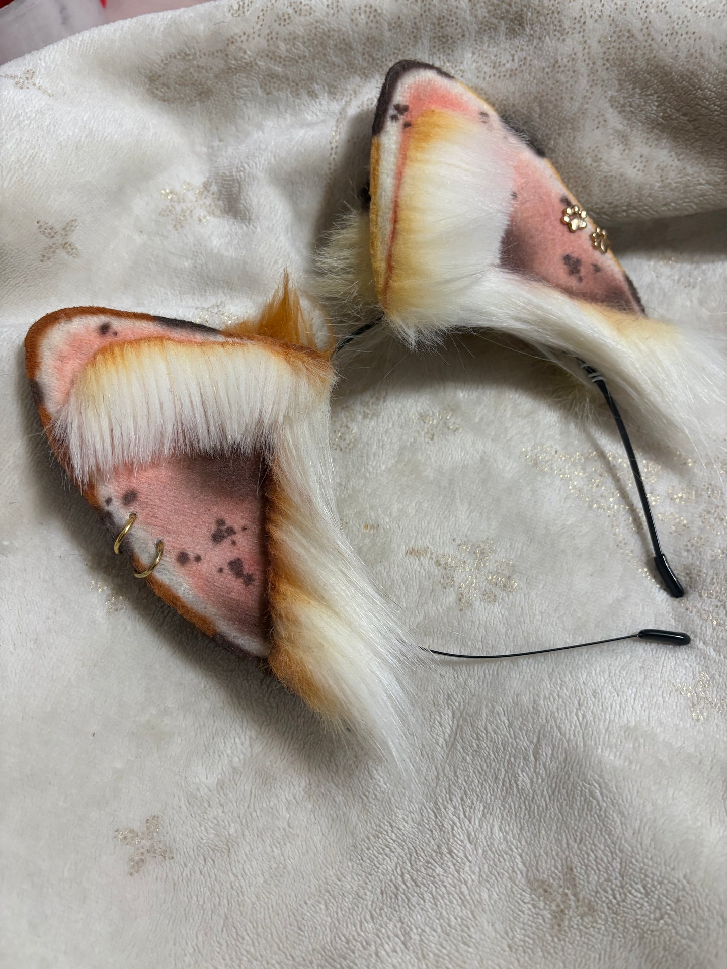 "Muddy Carrot" Akita